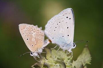 Two butterflies during mating and reproduction.