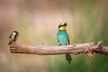 Colorful bird and its hunt. Yellow green nature background. Bird: European Bee eater. Merops apiaster. 