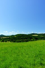landscape with green grass and sky
