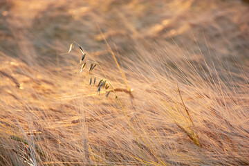 Lonely oats among beautiful ears of rye, rye field on a summer day.