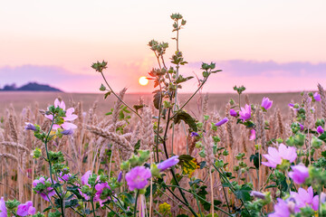 Obraz premium Wildflowers growing at the edge of a wheat field against the backdrop of a beautiful sky during sunset