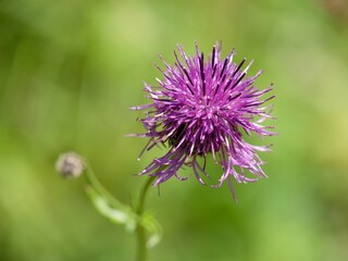 thistle flower in bloom
