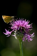 Butterfly sitting on a flower on a summer meadow.