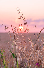Lonely oats among beautiful ears of rye, rye field on a summer day.