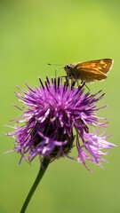 Butterfly sitting on a flower on a summer meadow.
