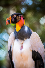 Colorful king vulture in close up and selective focus with blurred background.