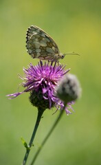 Butterfly sitting on a flower on a summer meadow.