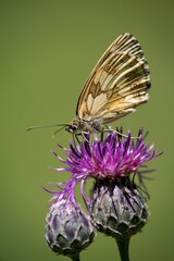 butterfly on flower