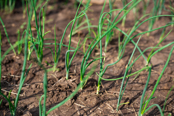 Growing green onion sets. Vegetable beds in the garden. Care, cultivation and watering
