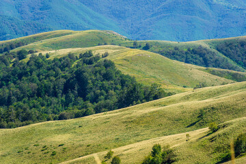 landscape with grass