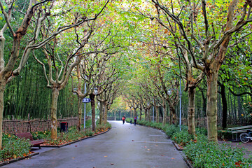 Alley in the park