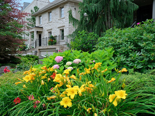 Fototapeta na wymiar colorful flowers and yellow and red daylilies in front garden on a residential street..