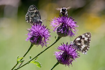 Butterfly sitting on a flower on a summer meadow.