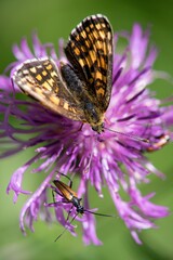 Butterfly sitting on a flower on a summer meadow.