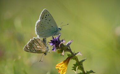Two butterflies during mating and reproduction.