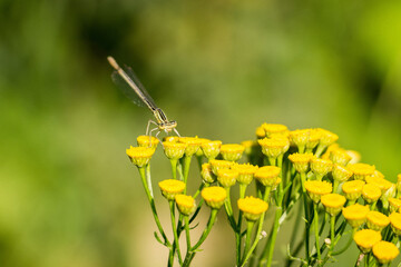 dragonfly on yellow flower