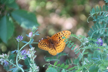 Beauty Of The Butterfly, Pylypow Wetlands, Edmonton, Alberta