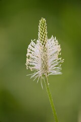 Medicinal plant Plantago on green background.	
