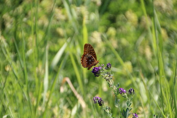 Butterfly On The Flower, Pylypow Wetlands, Edmonton, Alberta