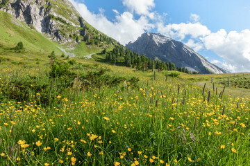 Fototapeta premium Almwiese mit Gebirgsblumen in den Alpen