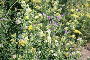 Blooms On The Ground, Pylypow Wetlands, Edmonton, Alberta