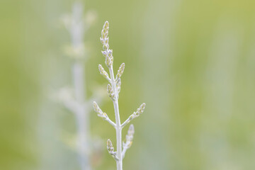 Close up shot of Lavender plant branch