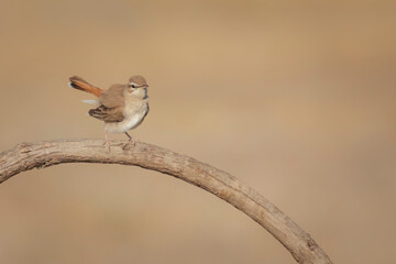 Cute little bird. Rufous tailed Scrub Robin. Cercotrichas galactotes.