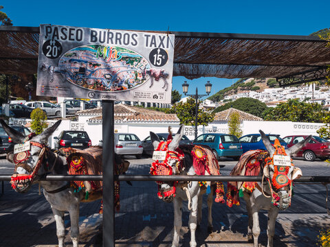 Traditional donkey taxi stand to take tourists around town