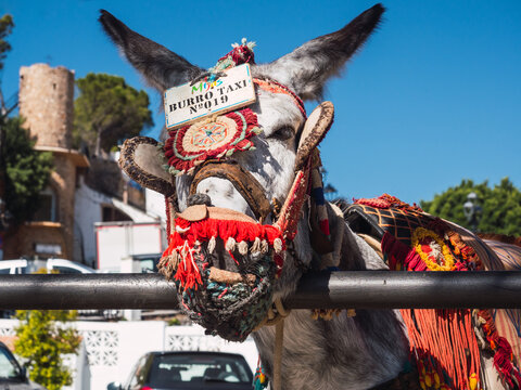 Portrait of donkey taxi close up in Mijas, Costa del Sol, Spain