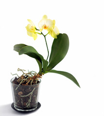 Yellow phalaenopsis orchid in a glass pot, isolated . Copy space. - obrazy, fototapety, plakaty