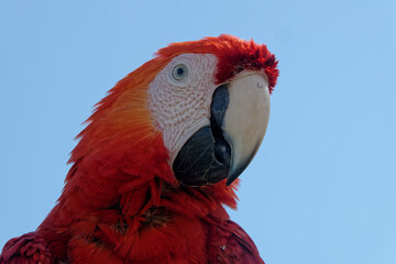 Ara rouge ou Ara Macao en mode portrait - Guyane française