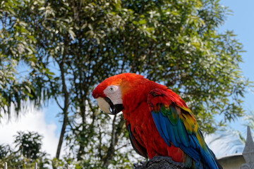 Ara rouge et son beau plumage en Guyane française