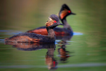 Swimming grebe. Yellow green water background. Bird: Black necked Grebe. Podiceps nigricollis.