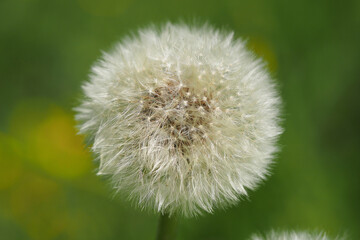 dandelion. White fluffy round flower.