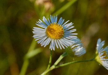 Fototapeta premium daisy flower