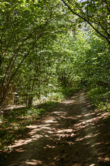 Fototapeta na wymiar path tunnel in summer forest nature