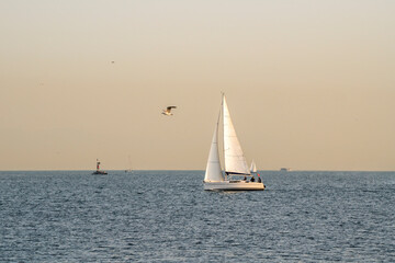 Sailboat and seagull at sunset. 