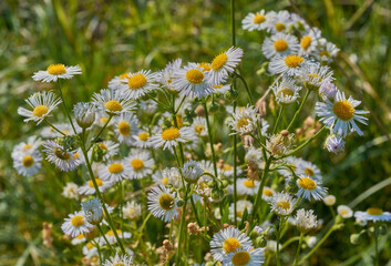 daisies in a field