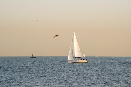 Sailboat and seagull at sunset. 