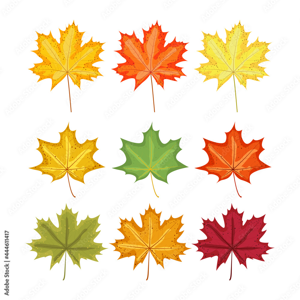 Canvas Prints set of autumn leaves. maple leaves of different shapes and colors. vector flat elements for design