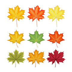 Set of autumn leaves. Maple leaves of different shapes and colors. Vector flat elements for design