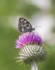 Marbled white male butterfly on pink flower with green background