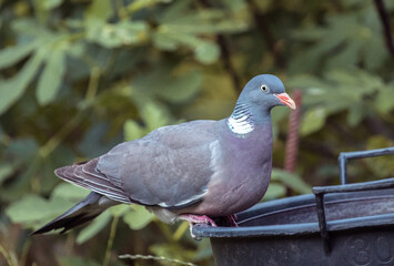 Common wood pigeon, Columba palumbus looking straight forward