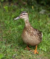 duck in the grass