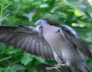  Flying Common wood pigeon, Columba palumbus on a green background