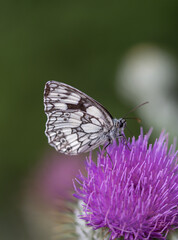 natural colours summer butterfly pink white green