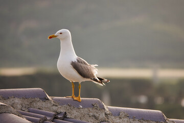 healthy and strong seagull hovering on the roof