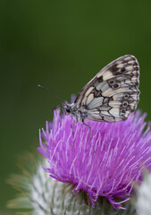 tiny black white butterfly on pink plant eating with green background
