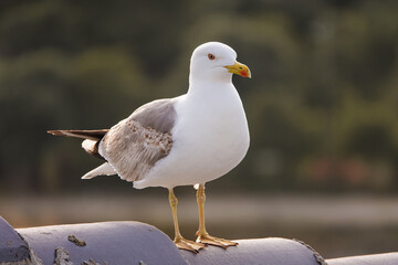 healthy and strong seagull hovering on the roof