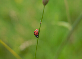 ladybug on grass